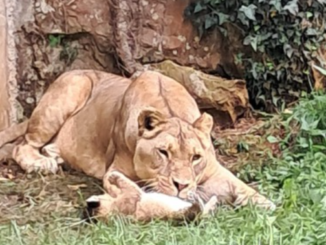Cabárceno celebra el nacimiento de una nueva leona africana, un nuevo éxito para la conservación de la especie