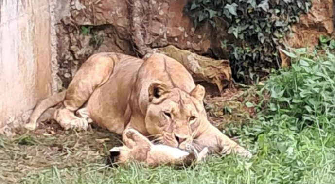 Cabárceno celebra el nacimiento de una nueva leona africana, un nuevo éxito para la conservación de la especie